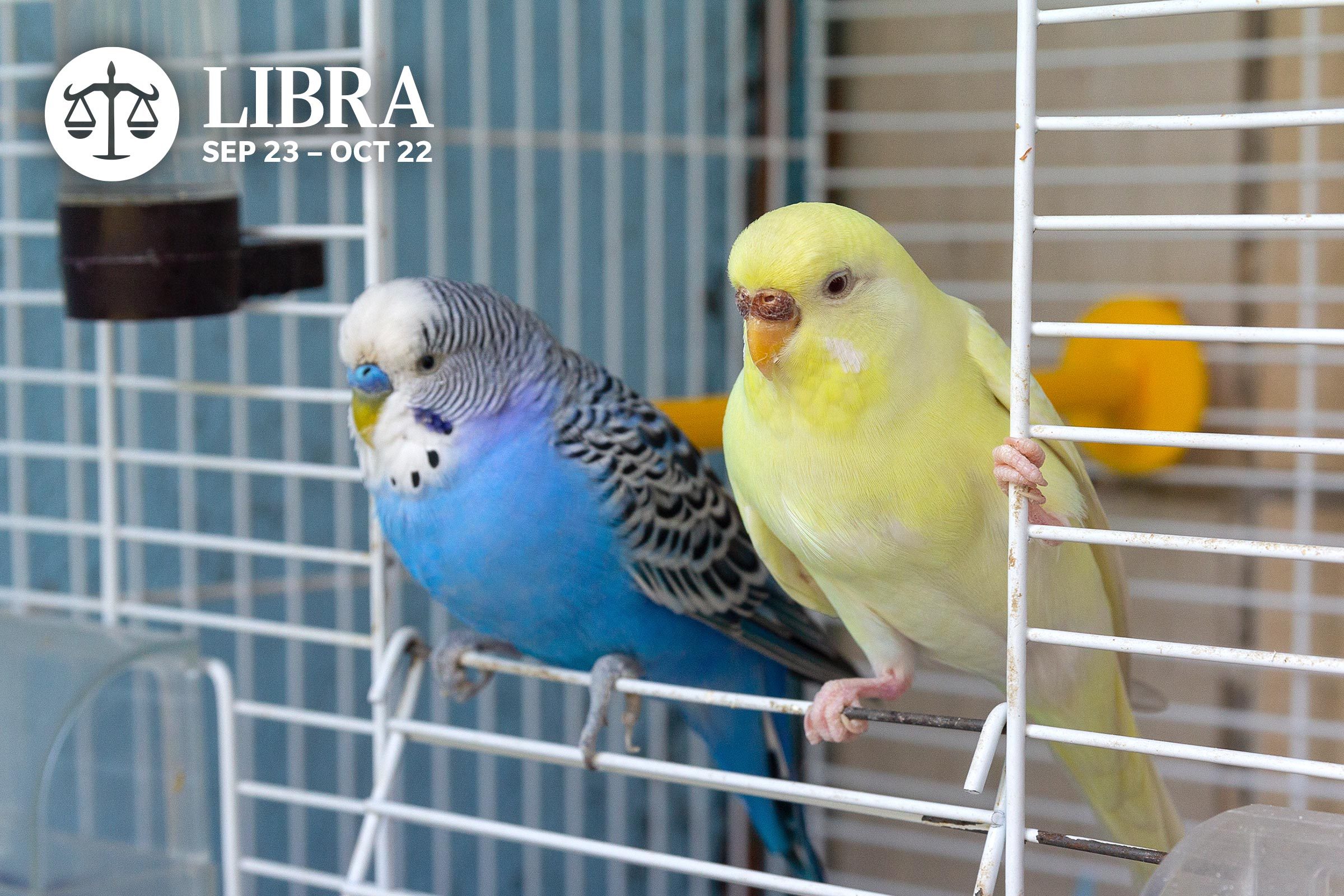 Zodiac pets