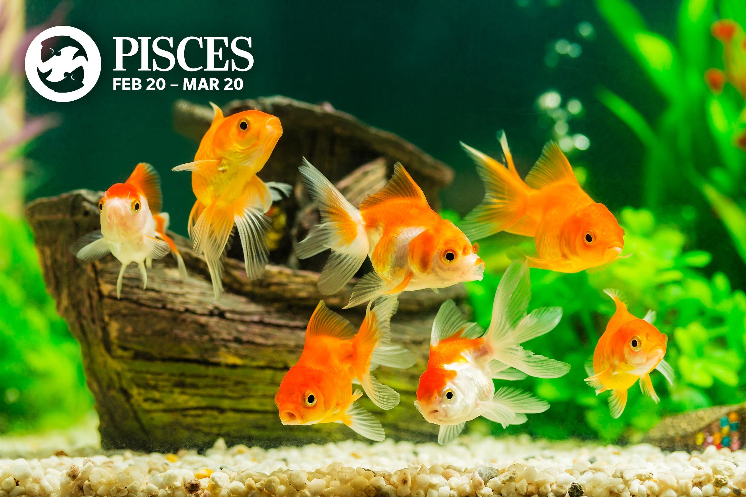 Zodiac pets