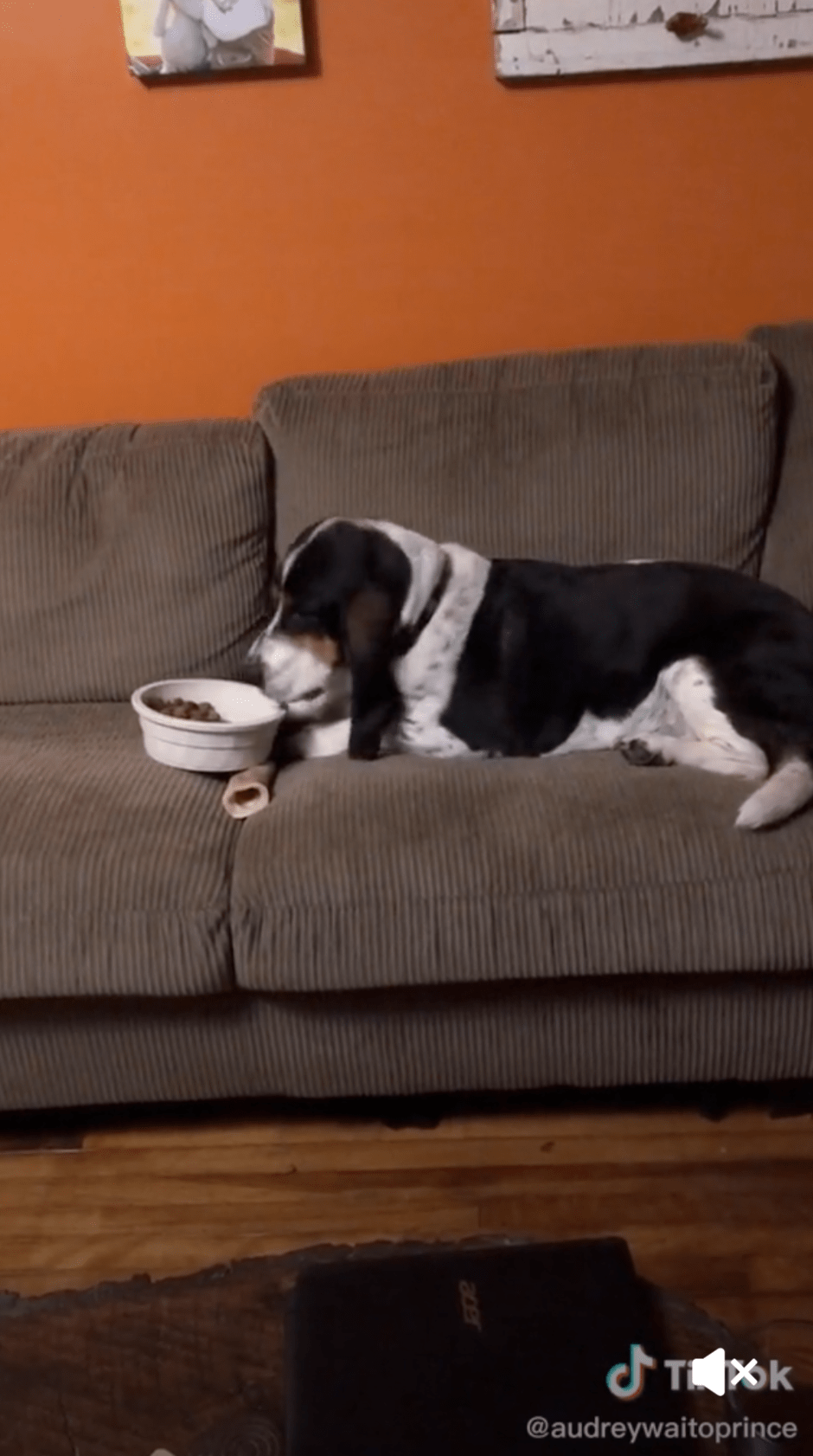 dog bowl food funny stories pets