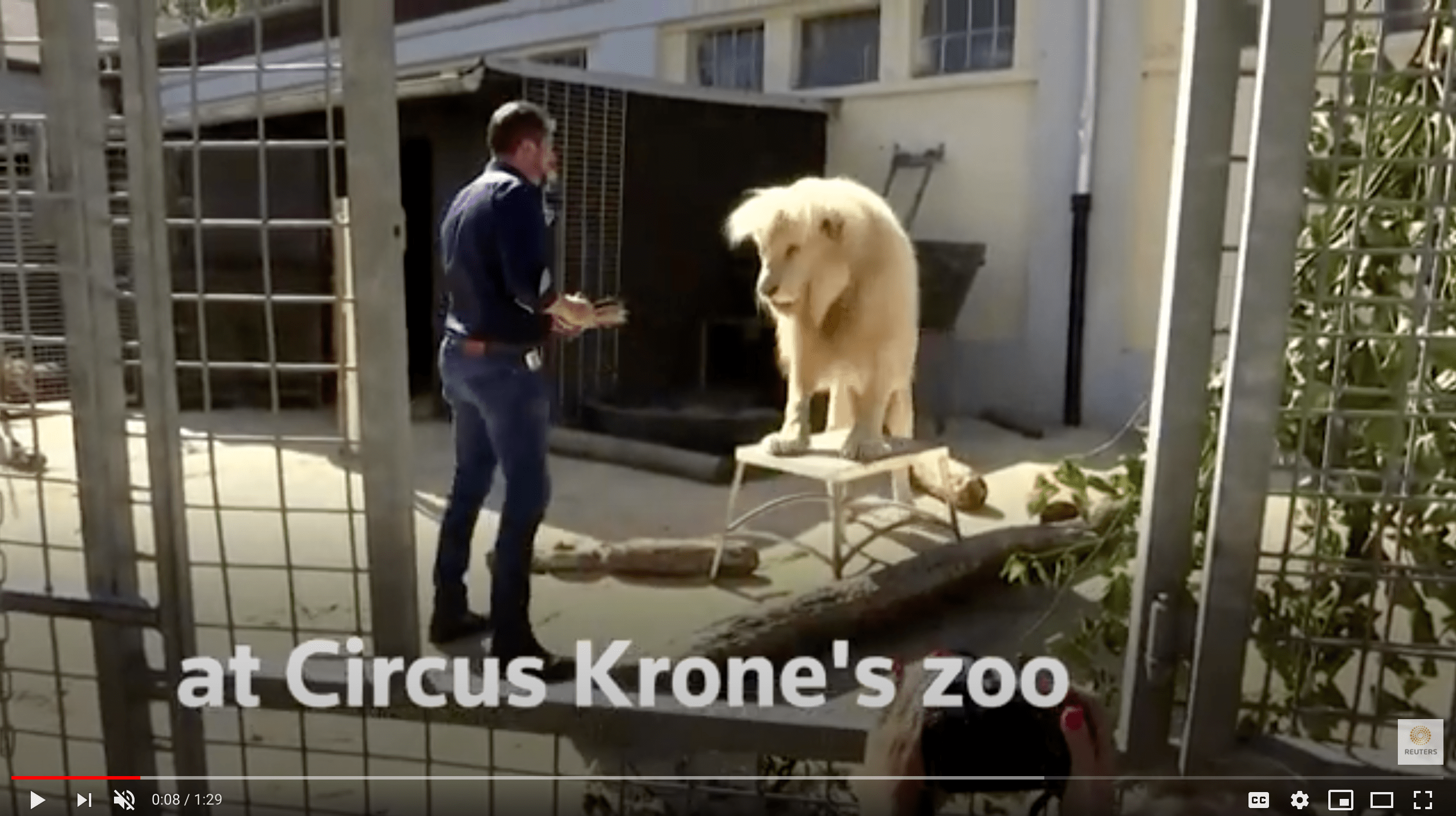 lion poop for sale