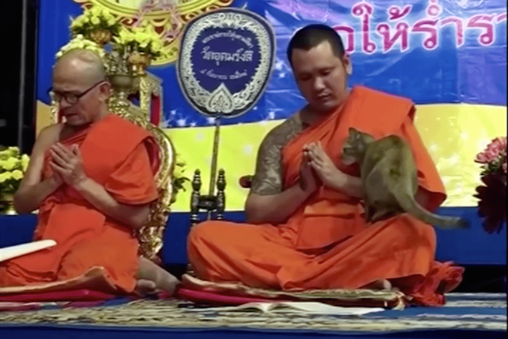 monk and cat funny animals