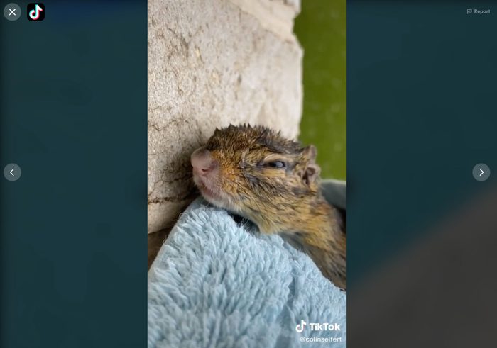 chipmunk