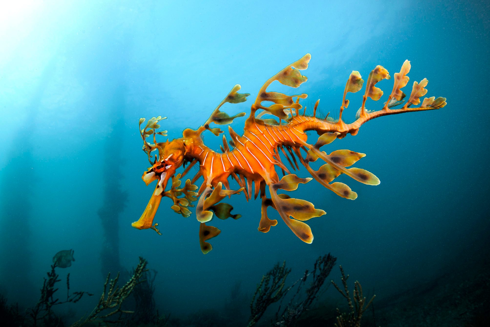 Leafy sea dragon in South Australia 2