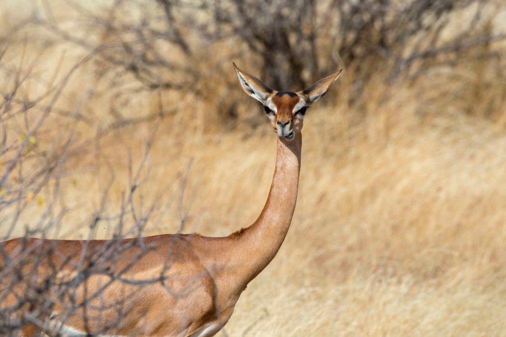 A Gerenuk (Litocranius walleri) in Samburu National Reserve...