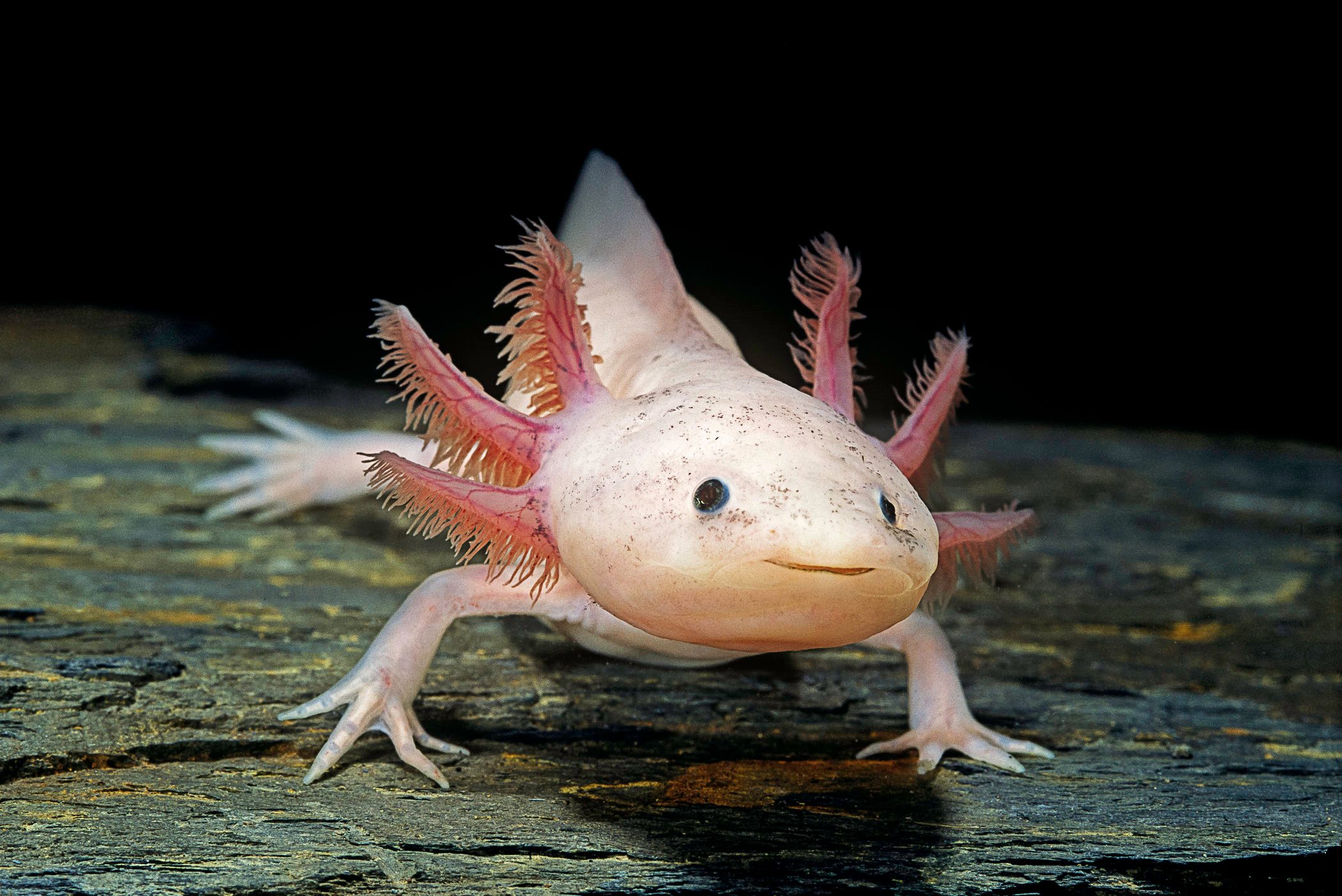 Ambystoma mexicanum f. leucistic (axolotl)