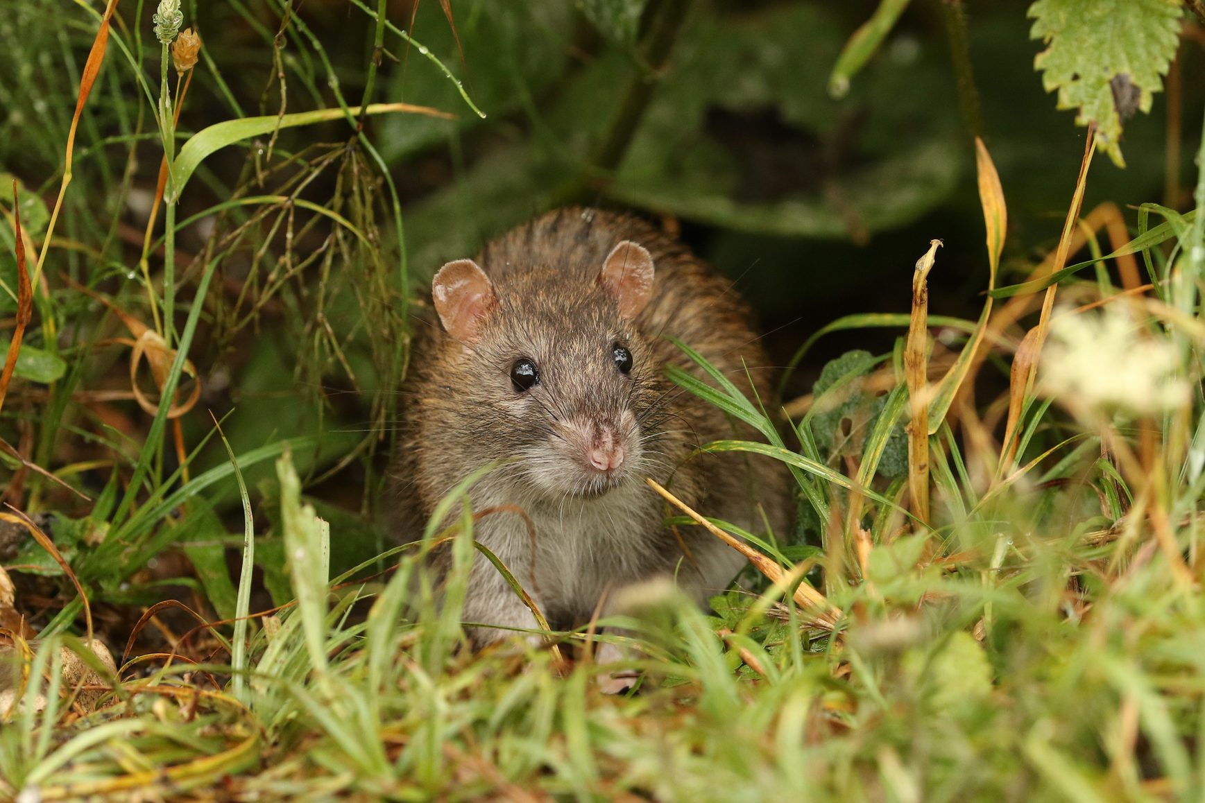 A wild Brown Rat, Rattus norvegicus, eating seads on the ground at the edge of a lake.