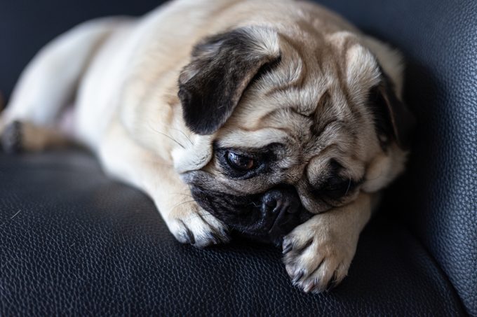 sad pug dog laying on a dark couch