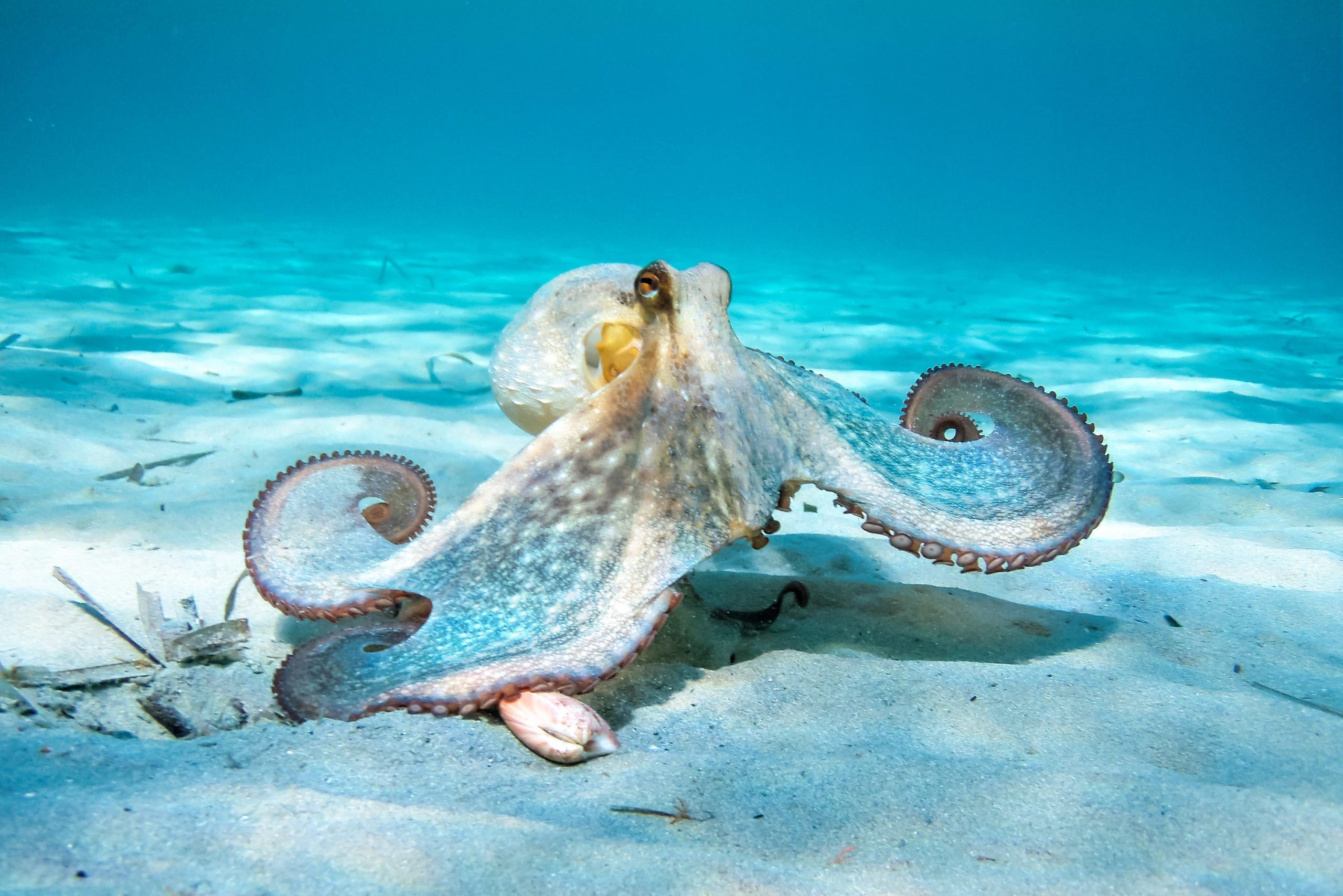 Octopus In Action