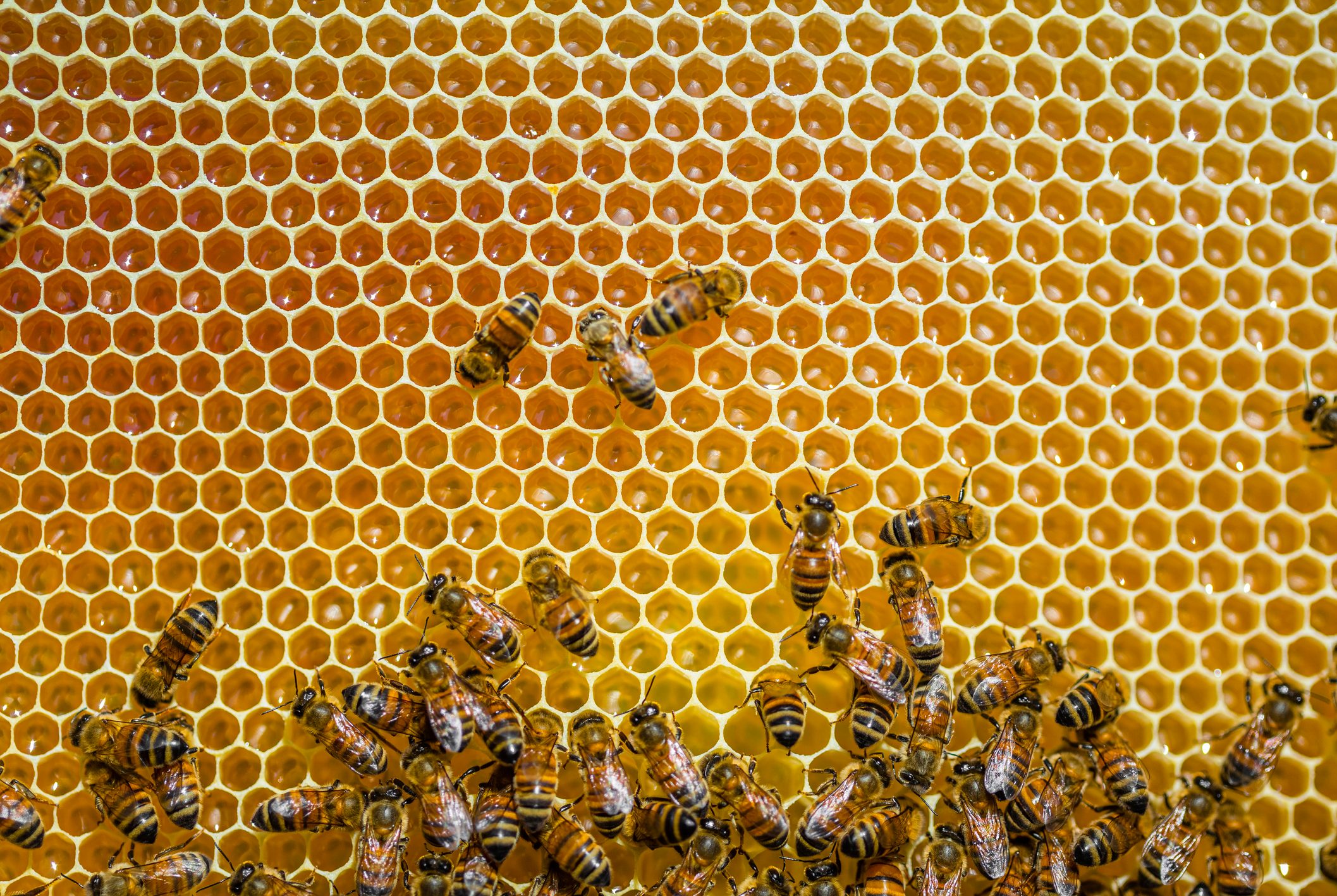 Close-up of honeybees sitting on honeycombs