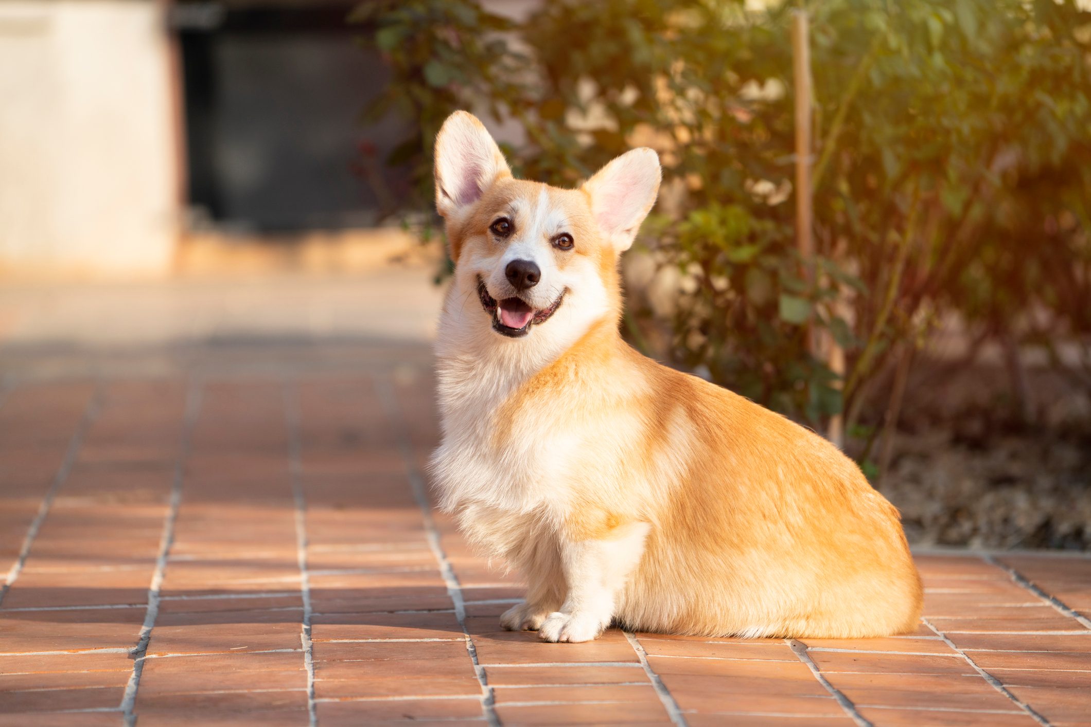 A Corgi sits smiling on a sunlit brick path, with greenery in the background.