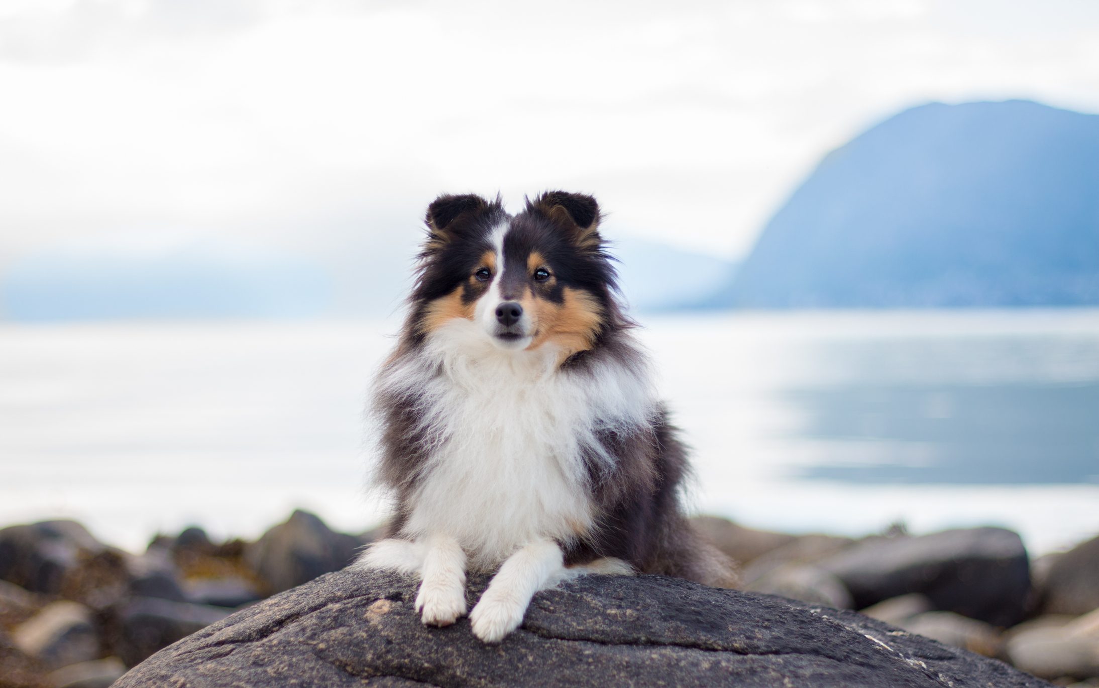 A fluffy dog sits calmly on a large rock by a serene lake with mountains in the background.