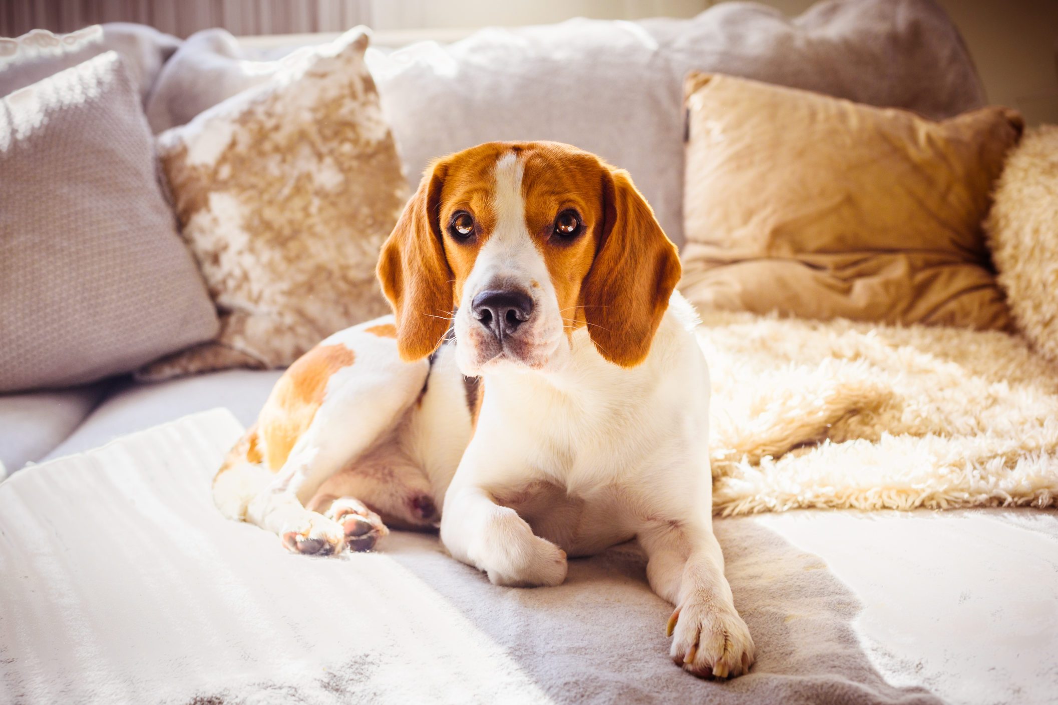 A beagle lies relaxed on a plush, light-colored sofa with multiple soft, textured pillows surrounding it.