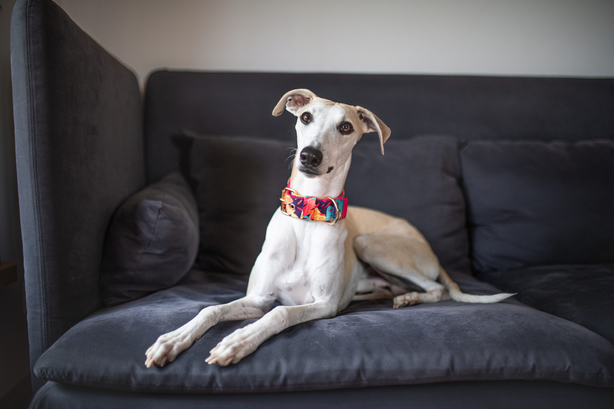 Dog wearing colorful collar sits relaxed on a dark gray sofa, surrounded by soft cushions in a cozy living room.