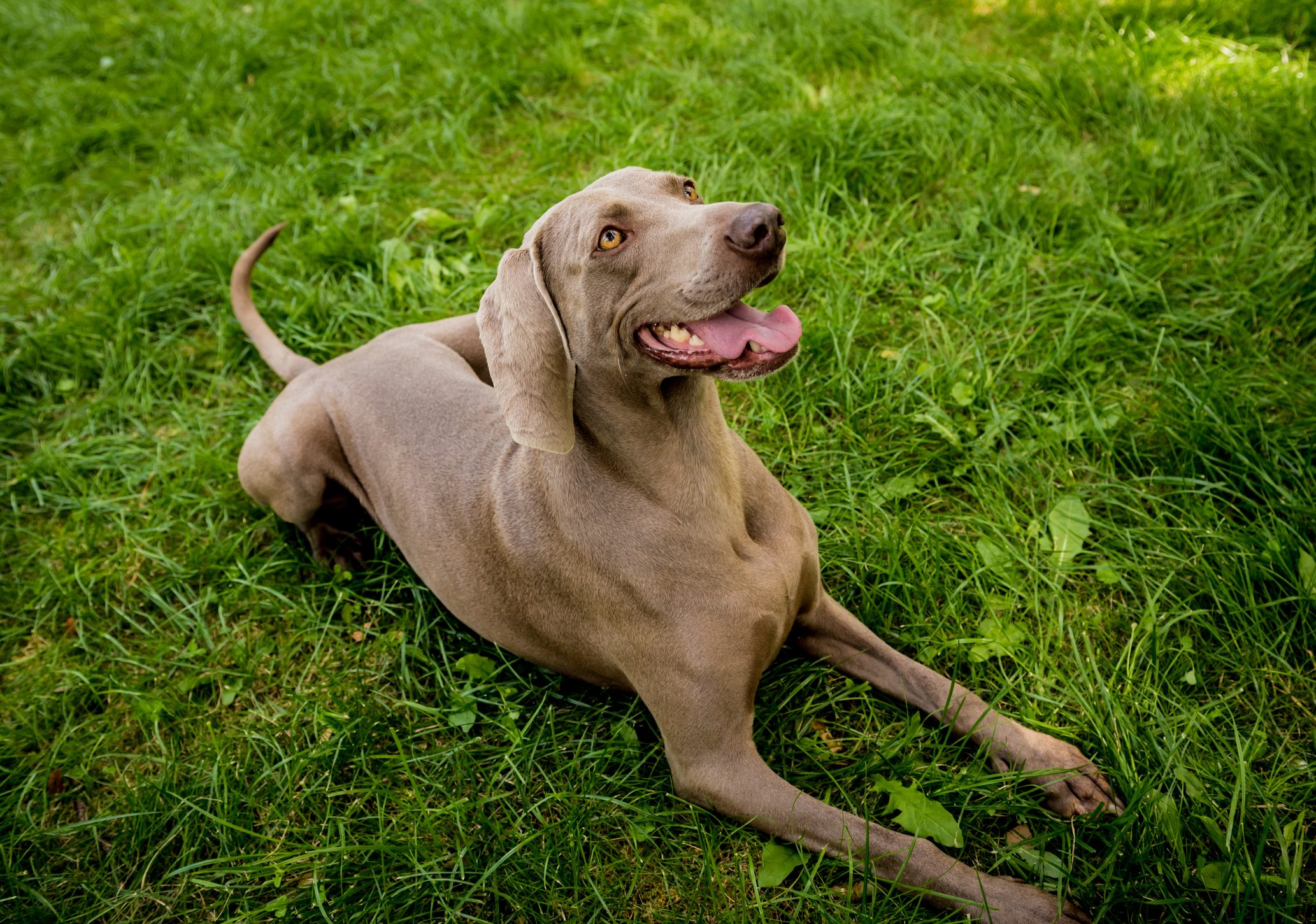 Portrait of cute weimaraner dog breed at the park.