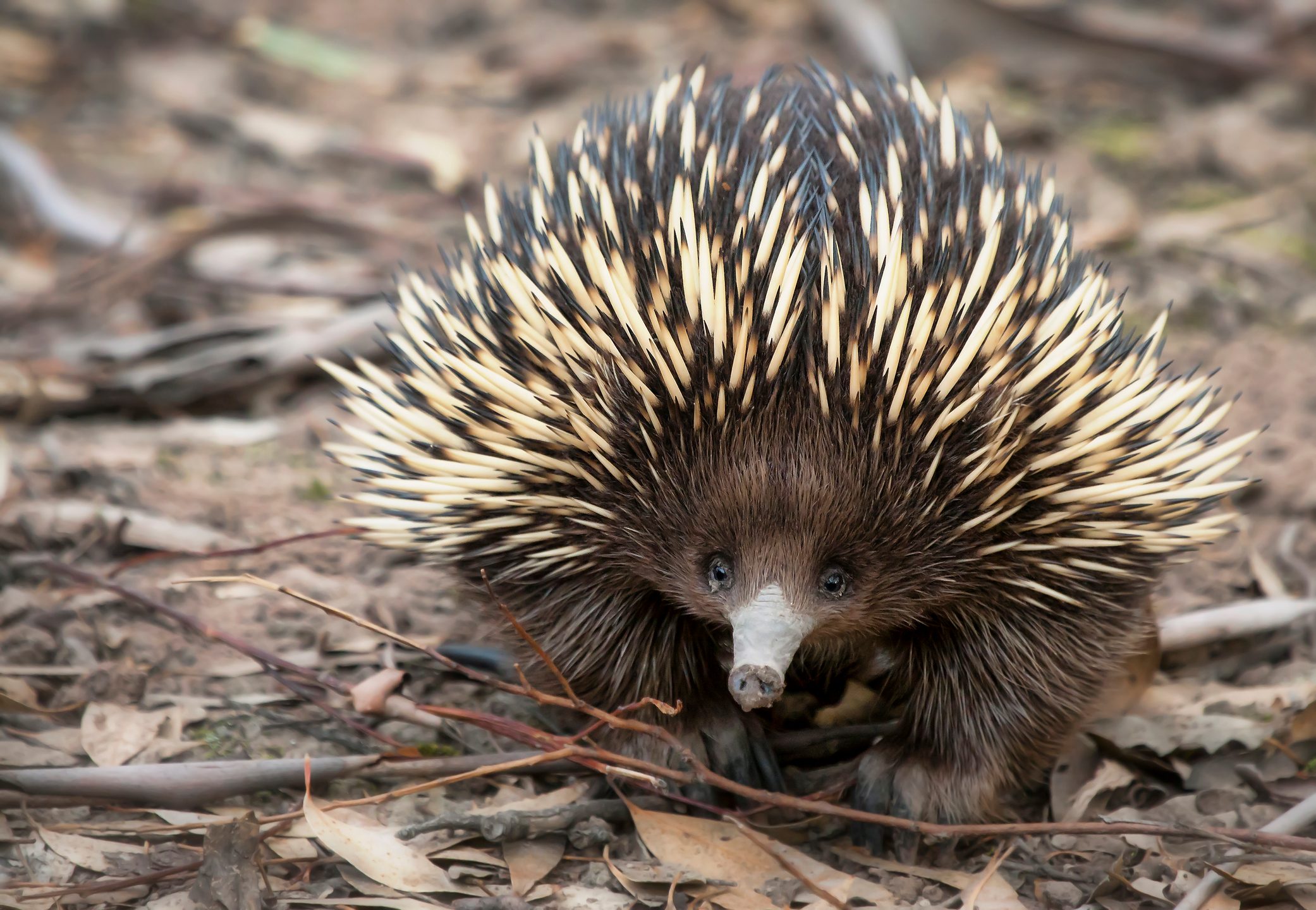 Echidna