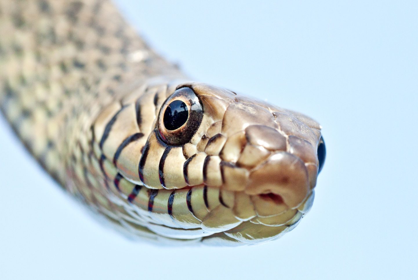 Peek a Boo_Rat Snake