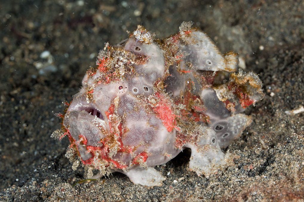 Warty Frogfish, Antennarius maculatus, Lembeh Strait, North Sulawesi, Indonesia
