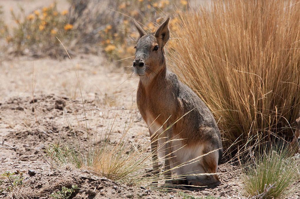 Patagonian Mara (Dolichotis Patagonum), Peninsula Valdes, Chubut, Argentina