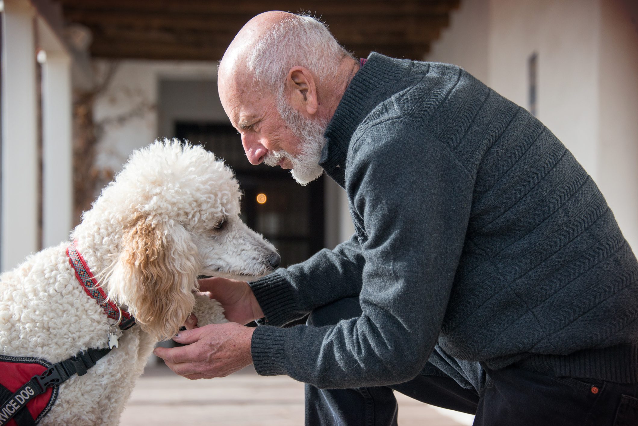 Senior Men with His Service Dog and a Best Friend