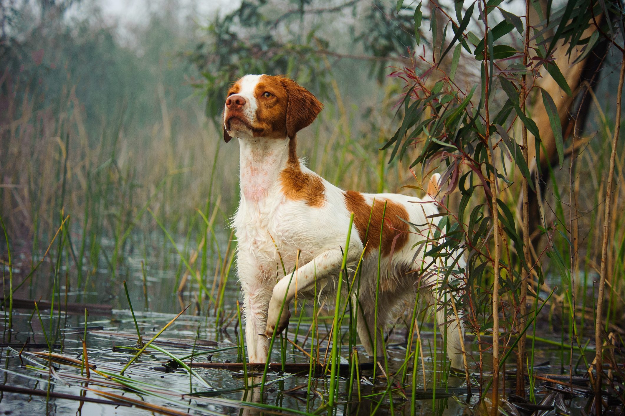 A dog stands alert, one paw raised, in a marshy area surrounded by tall grasses and foliage.