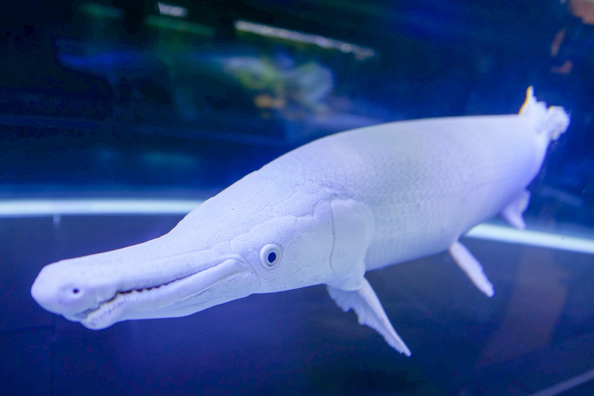 Platinum Alligator Gar Swimming