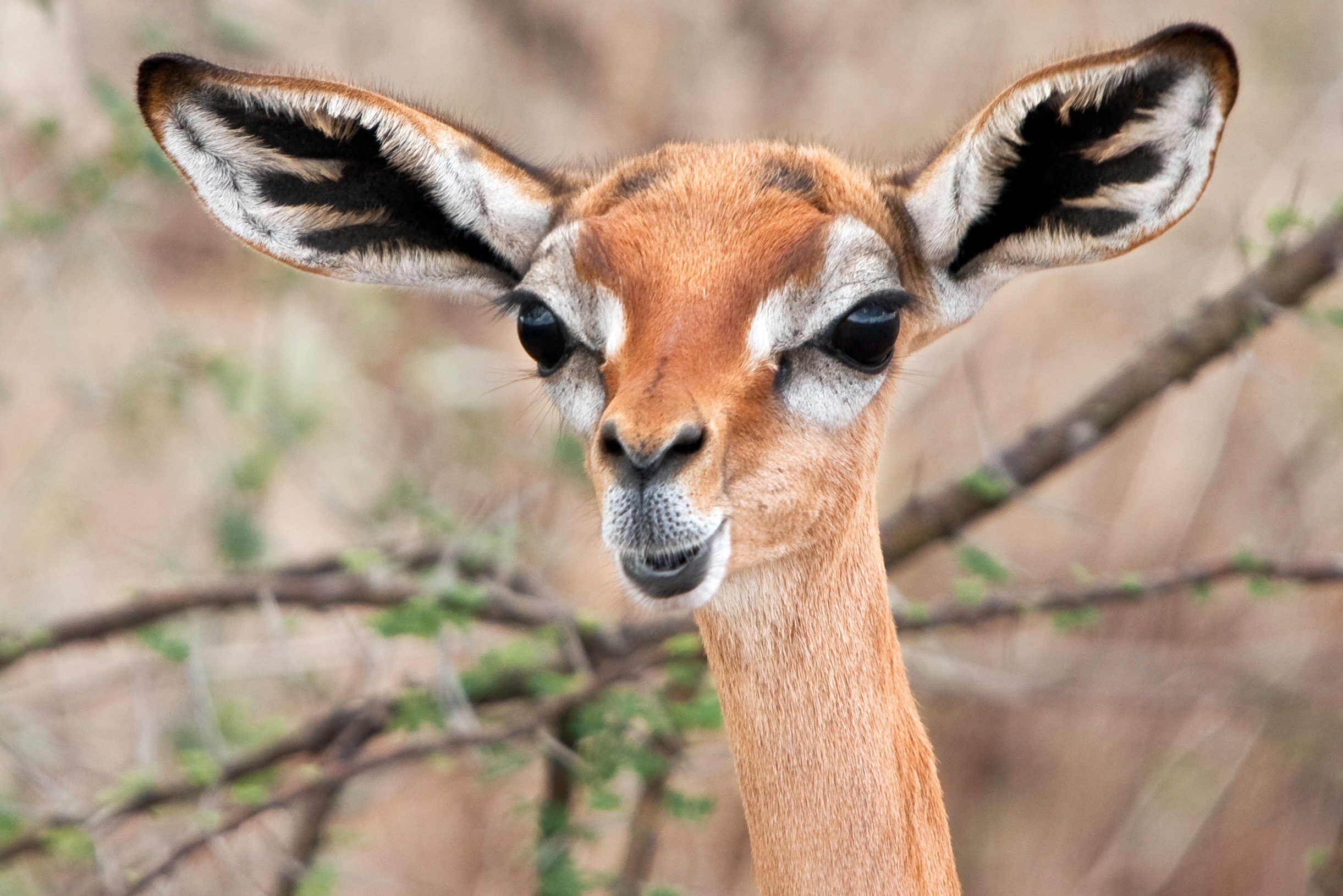 Gerenuk (Litocranius walleri)