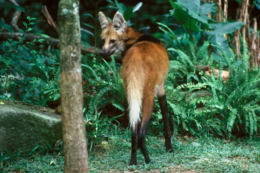 Maned wolf (Chrysocyon brachyurus)