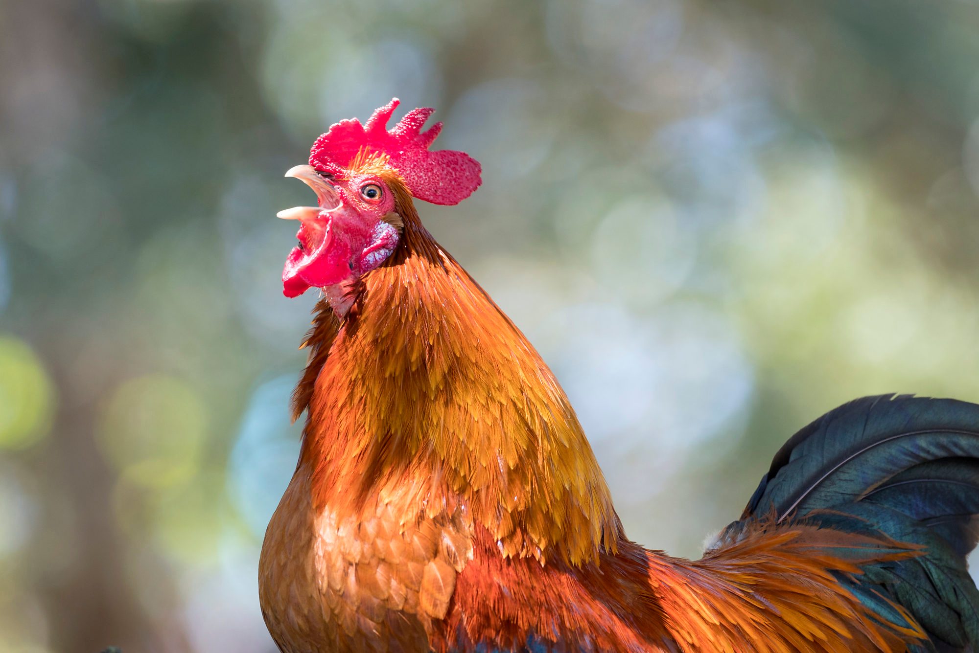 Orange, red and black rooster of colors, breed of natural form and at liberty in the field. island of Terceira, Azores, Portugal.