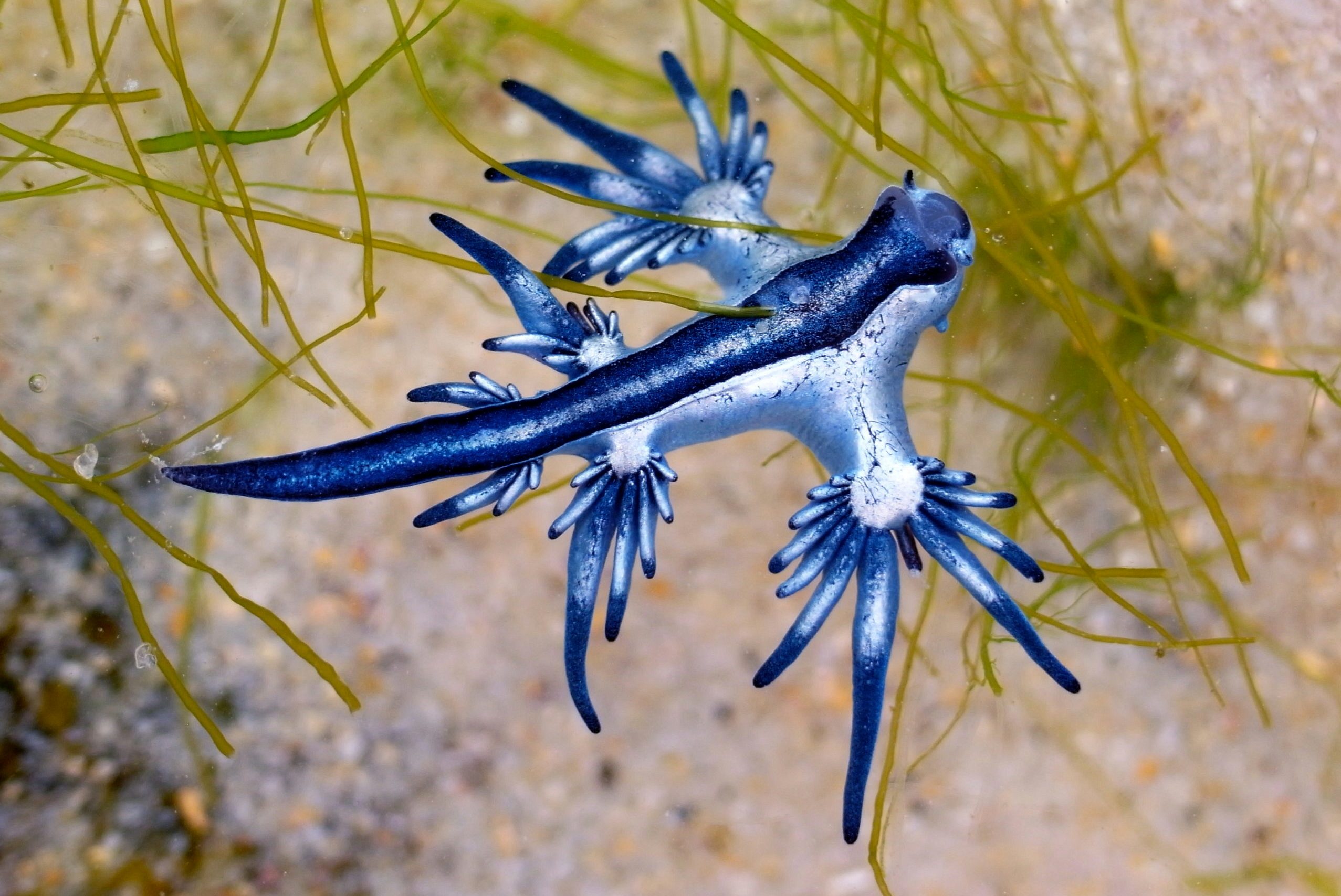 Blue Dragon, Glaucus Atlanticus, Blue Sea Slug