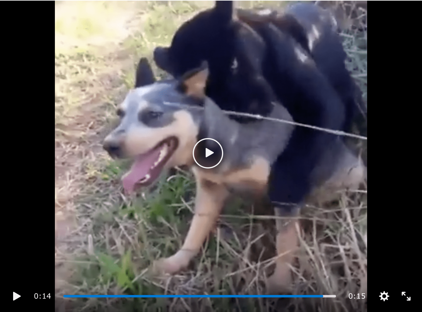 jaguar dog friends