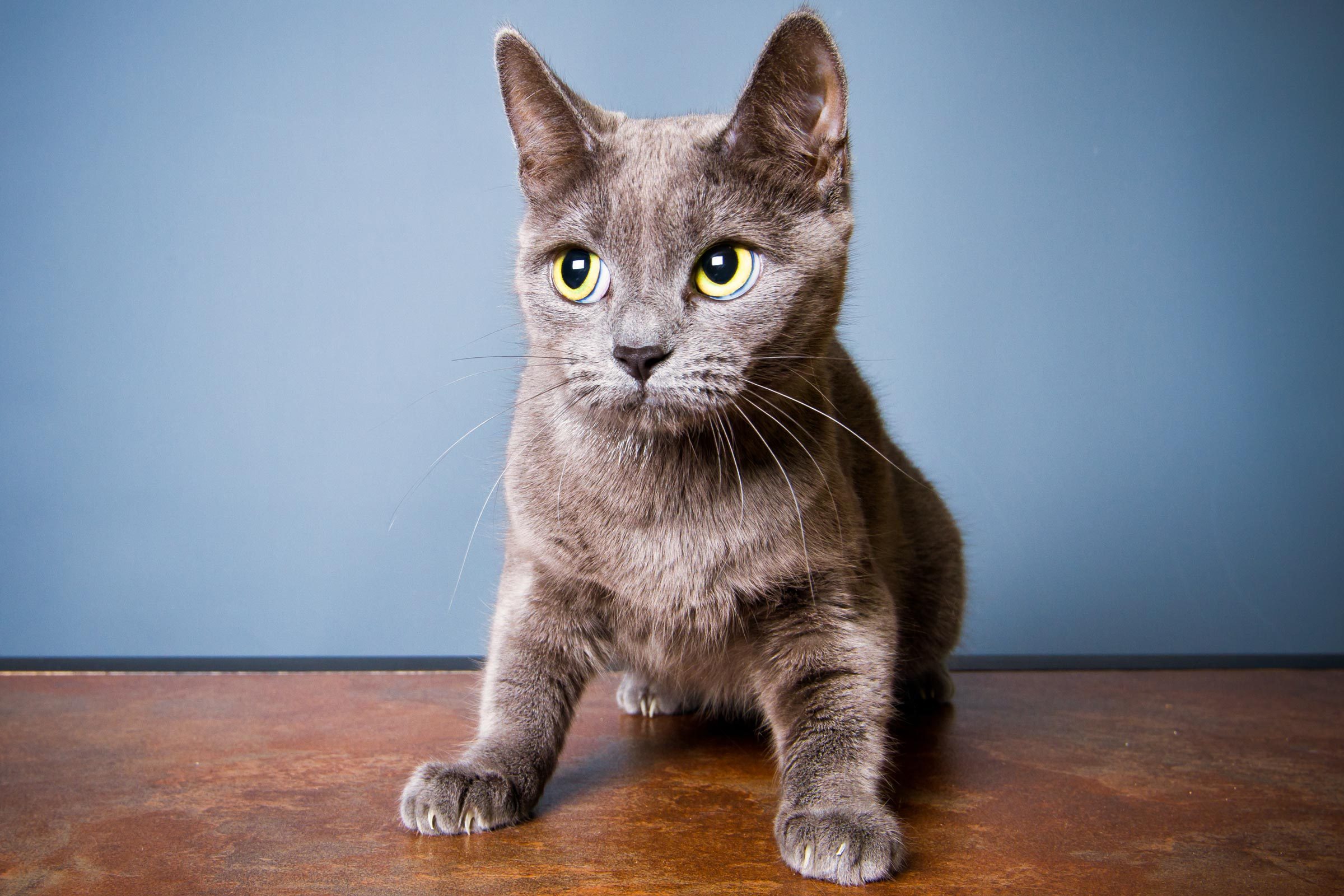 Cat Anxiety: 6 Reasons Your Cat May Be Stressed, and What to Do About It