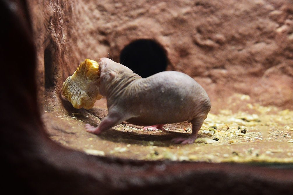WASHINGTON, DC - JANUARY 29: A mole rat shows little interest i