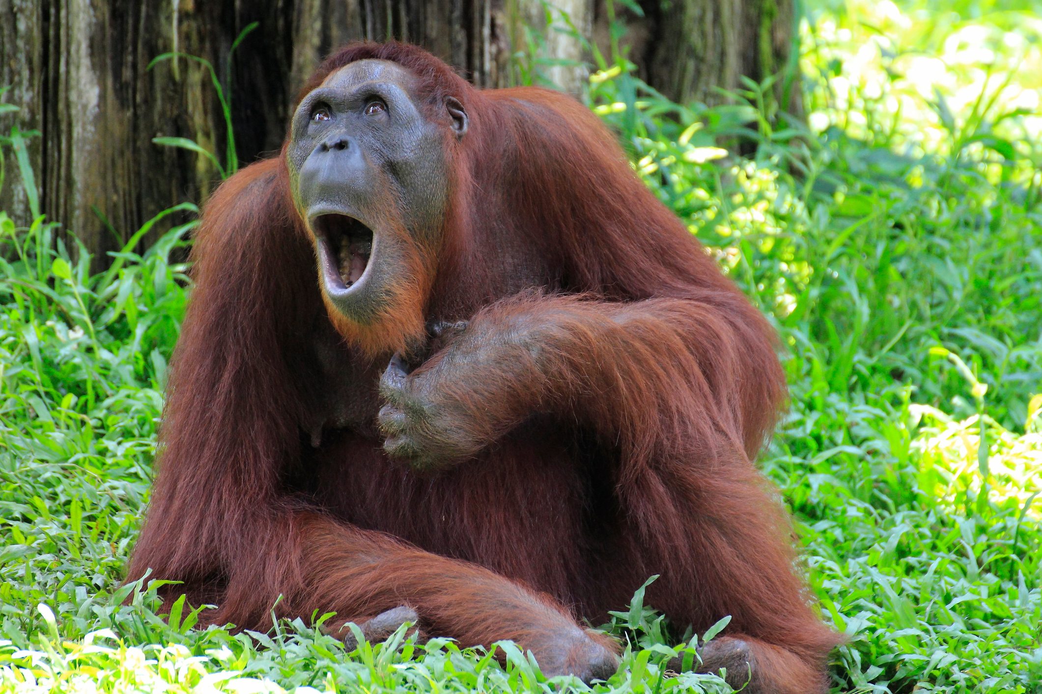 Singing Opera Orang Utan