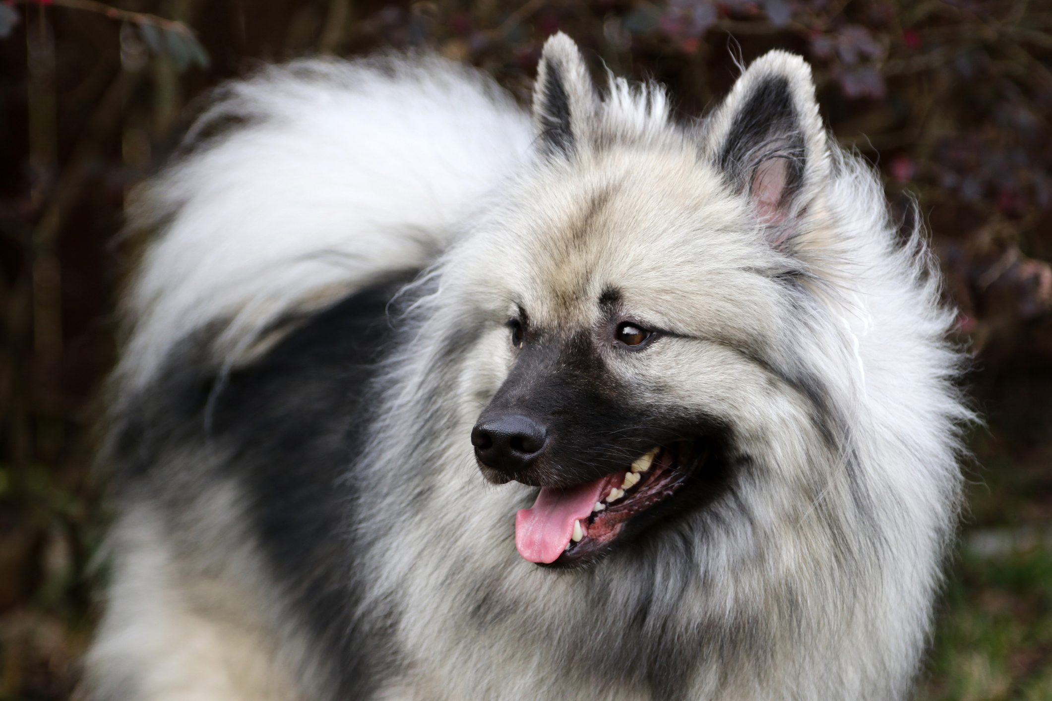 Keeshond close-up