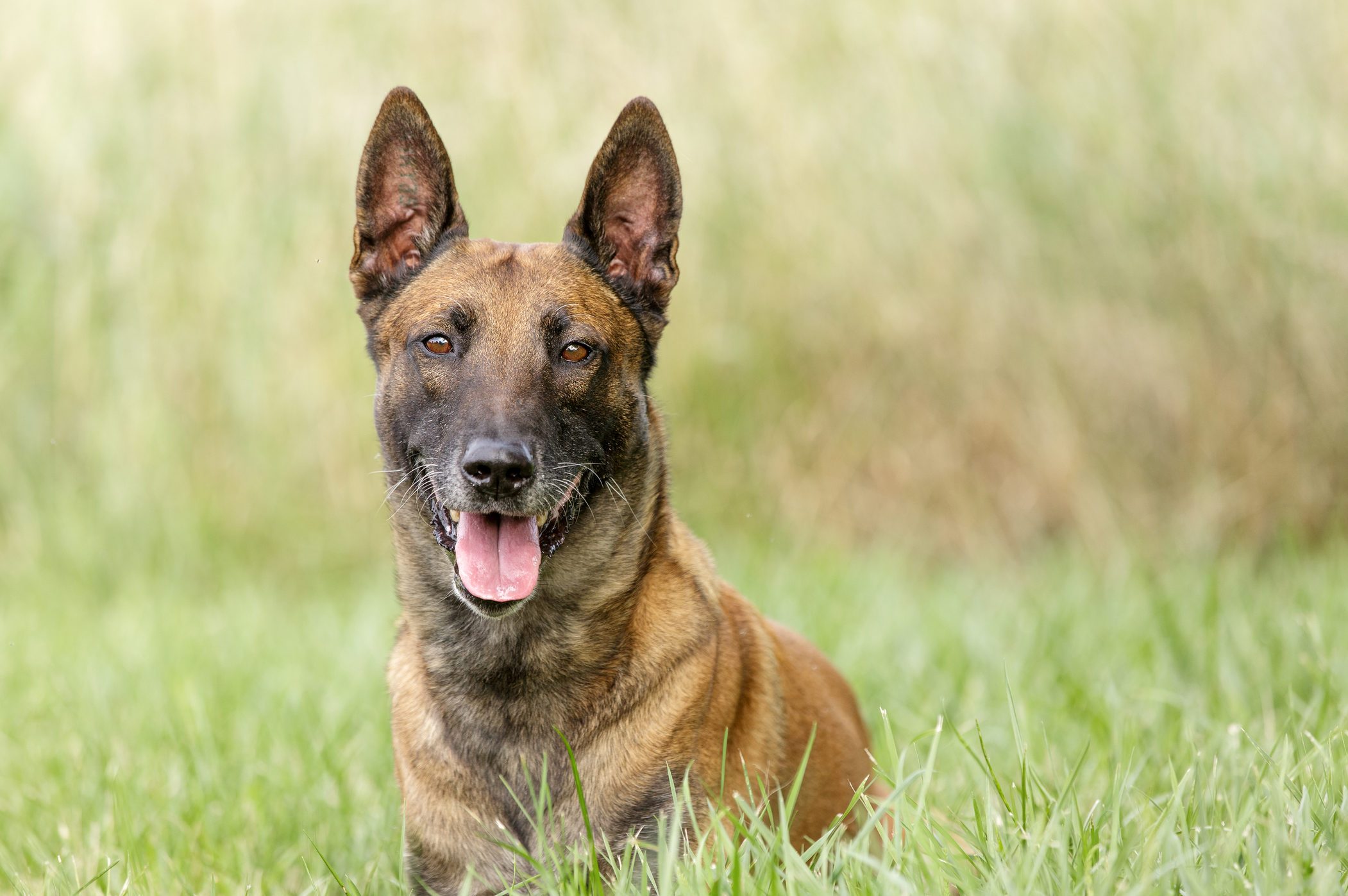 A brown dog sits with its tongue out, surrounded by lush green grass in a blurred, natural environment.
