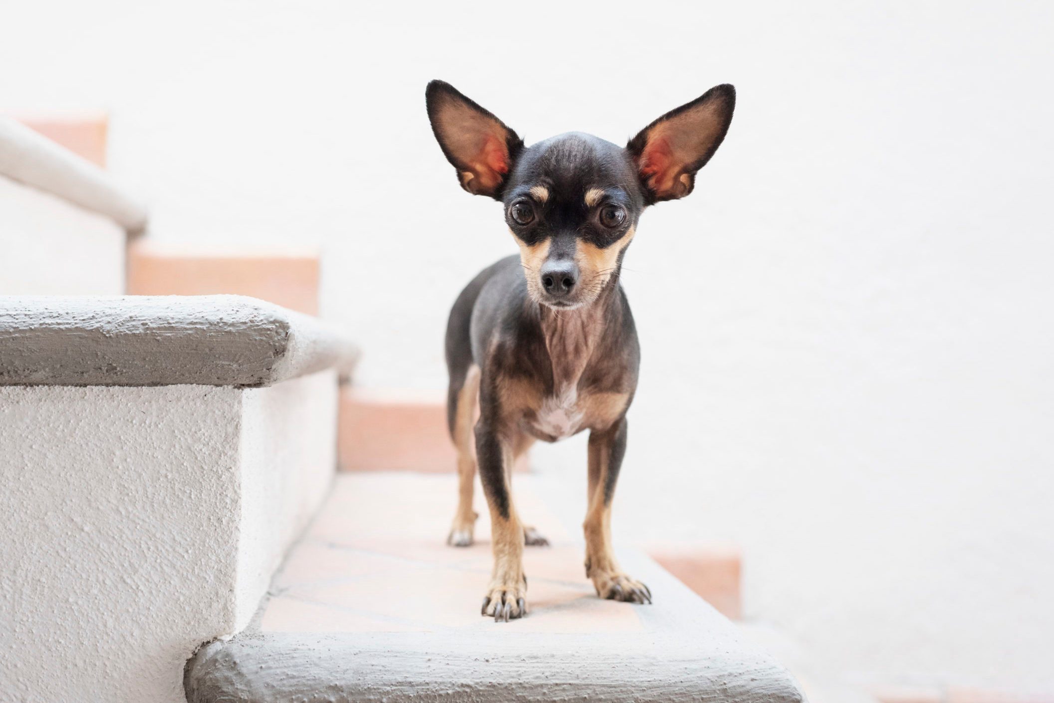 A small black and tan dog stands alert on a staircase, with large ears perked up against a plain indoor backdrop.