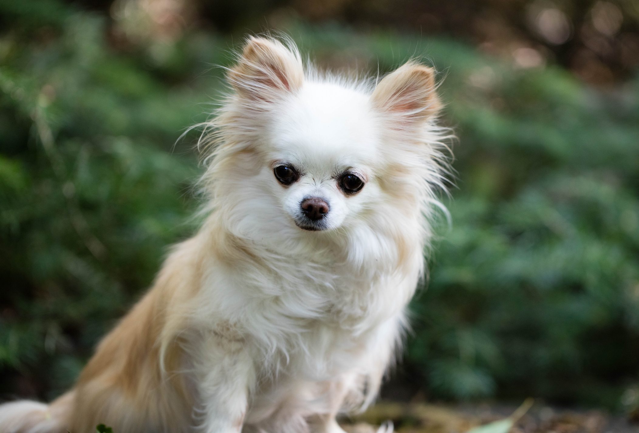 Long Haired Chihuahua