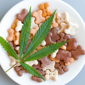 Bone-shaped treats sit in a white bowl with a green cannabis leaf resting on top, set against a light gray background.