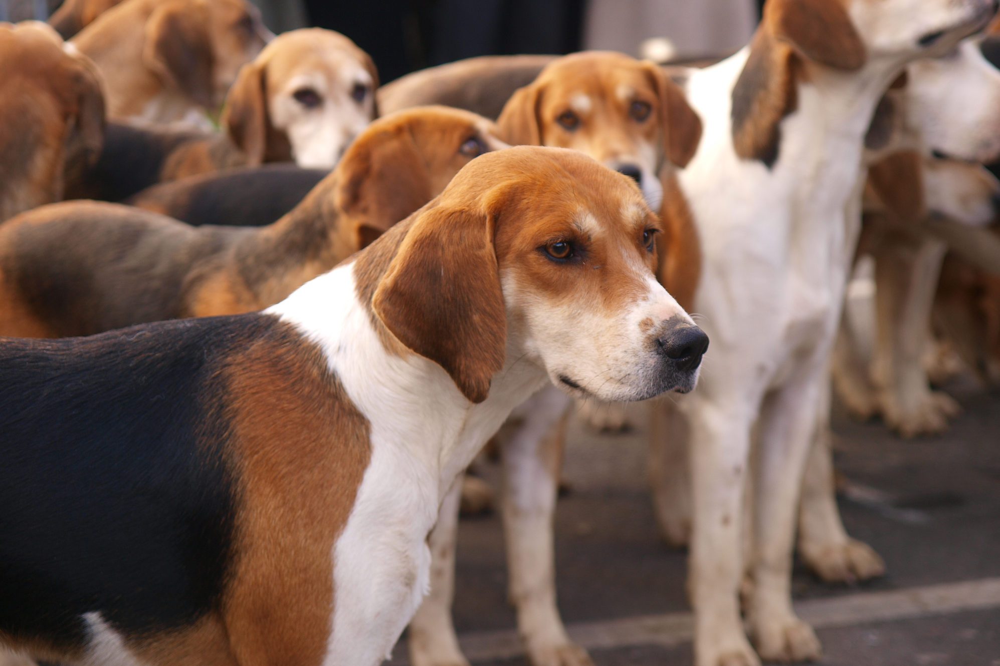 Hound dog stands among a pack, gazing forward, surrounded by similar dogs in an outdoor setting.