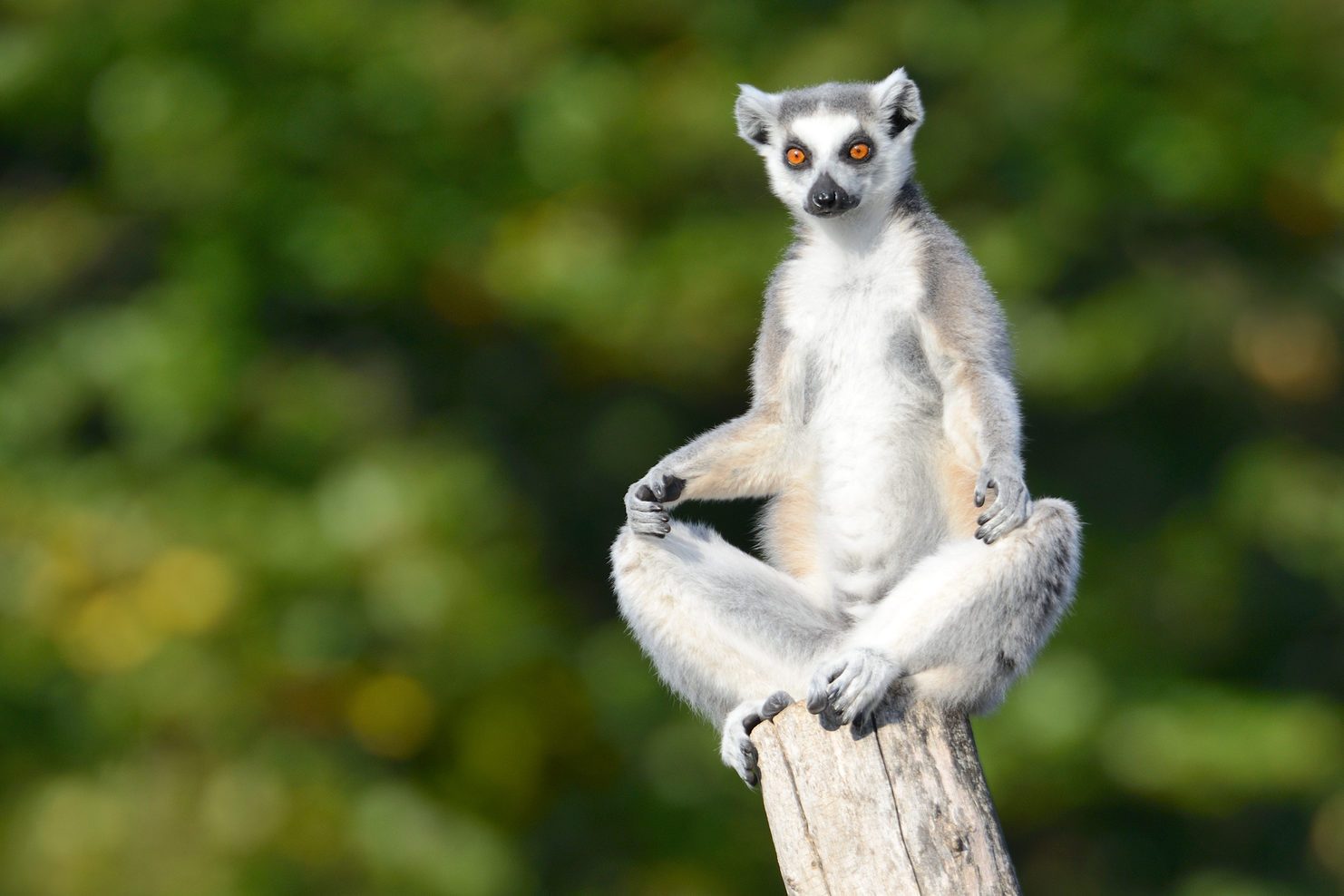 Lemur practicing Yoga (XXXL)