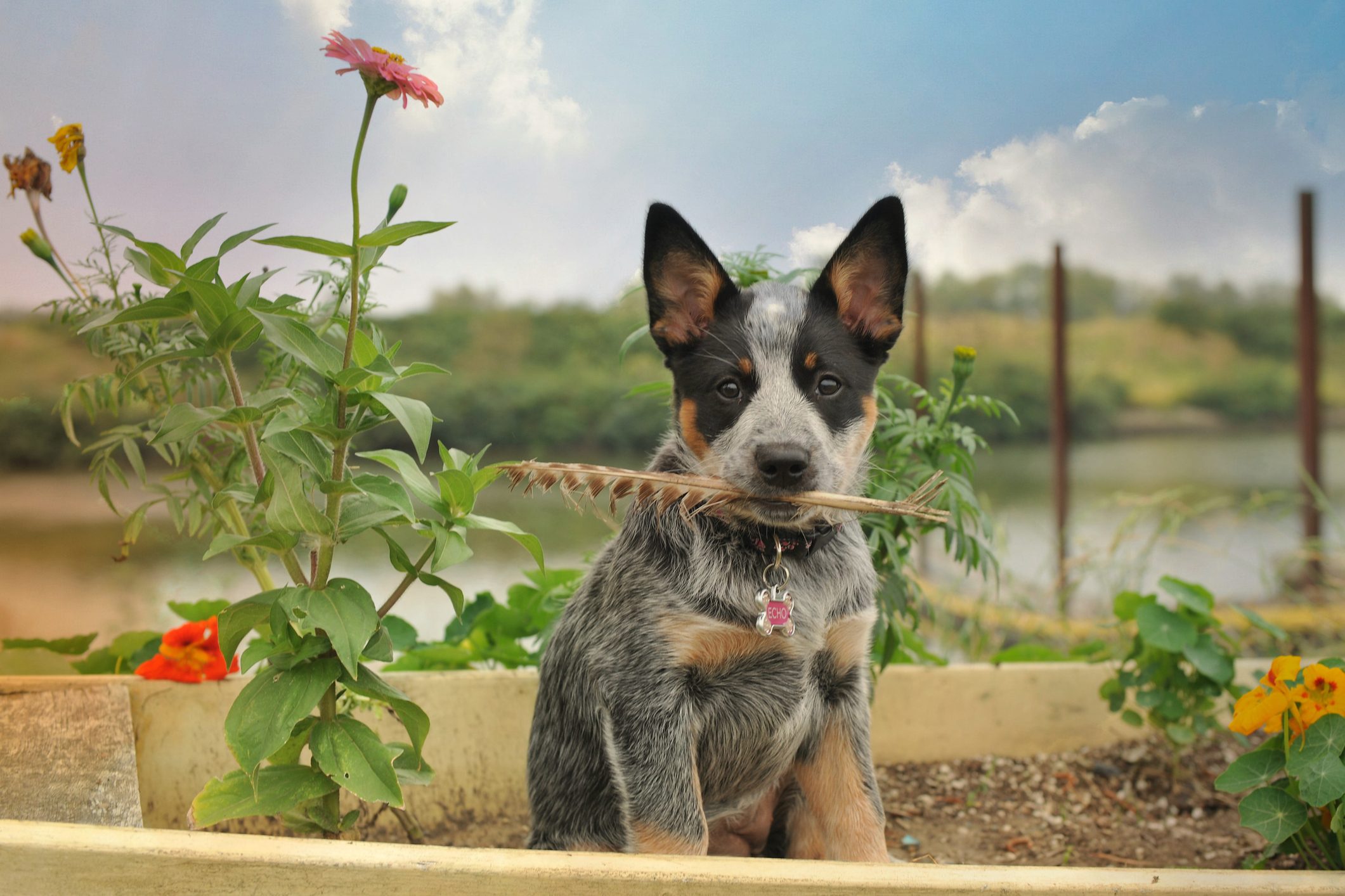 A puppy sits holding a feather amidst plants in a garden with a lake and trees in the background.