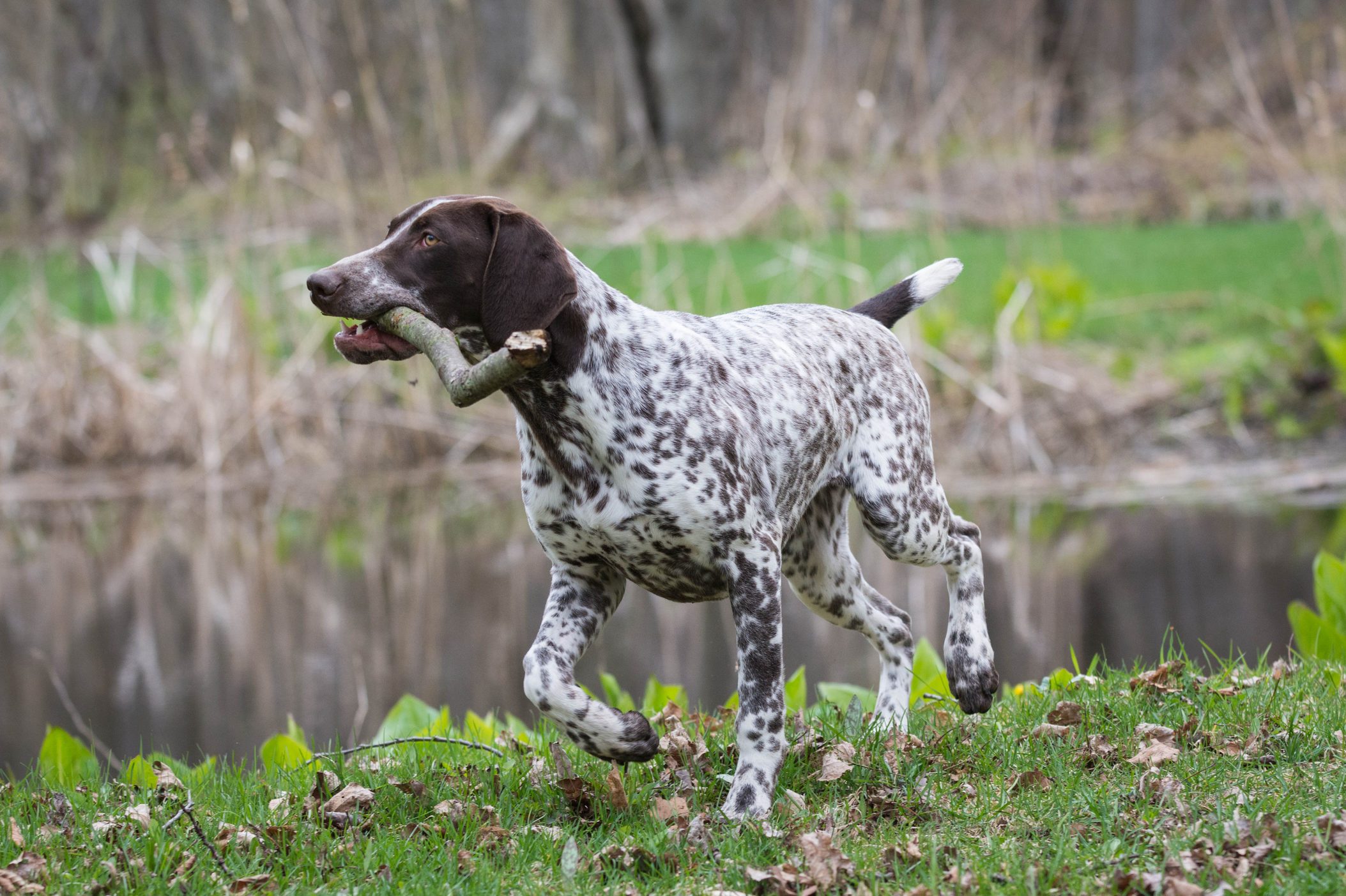 Dog carries stick, walking energetically through a grassy area near a pond with a blurred forest backdrop.