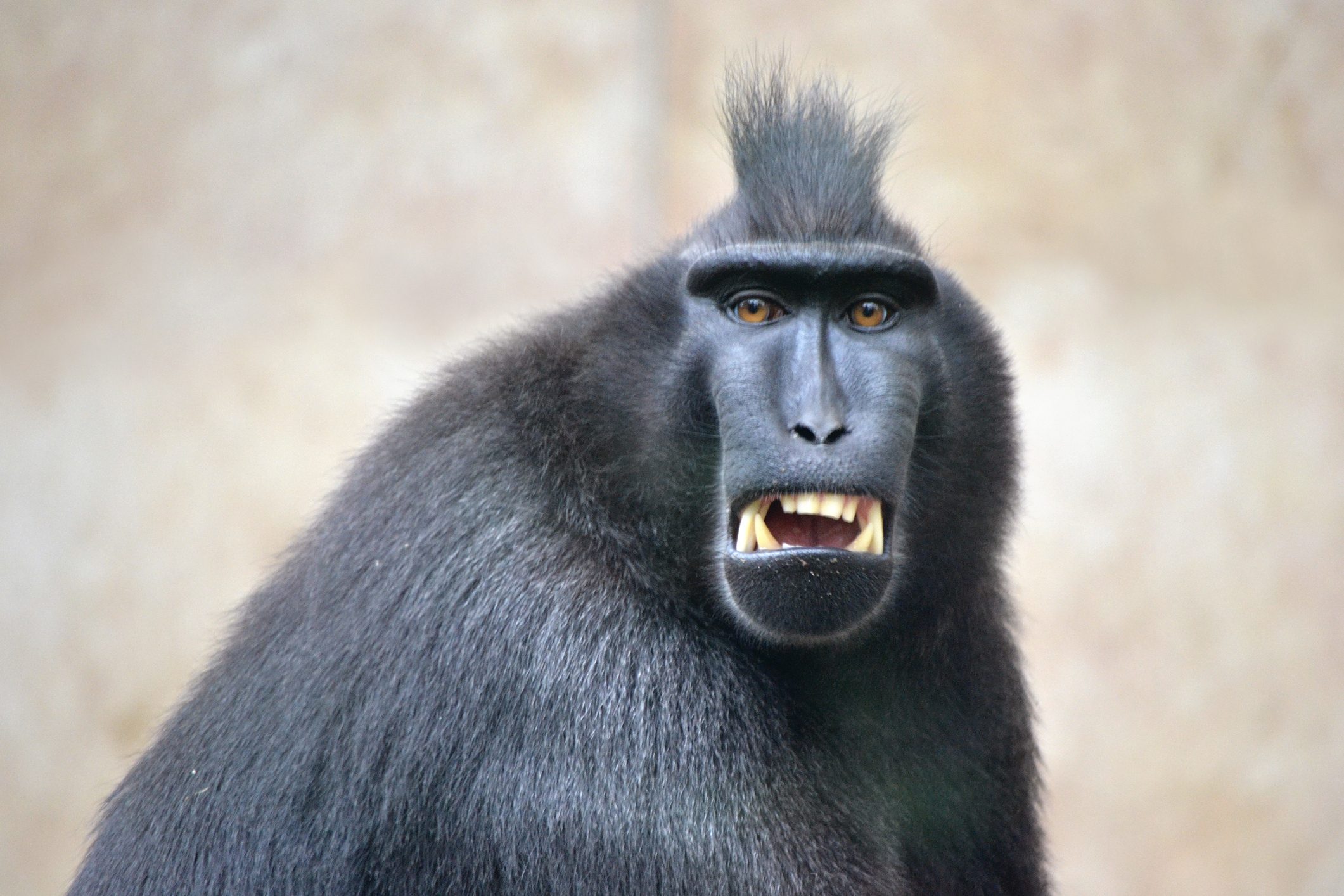 Black macaque