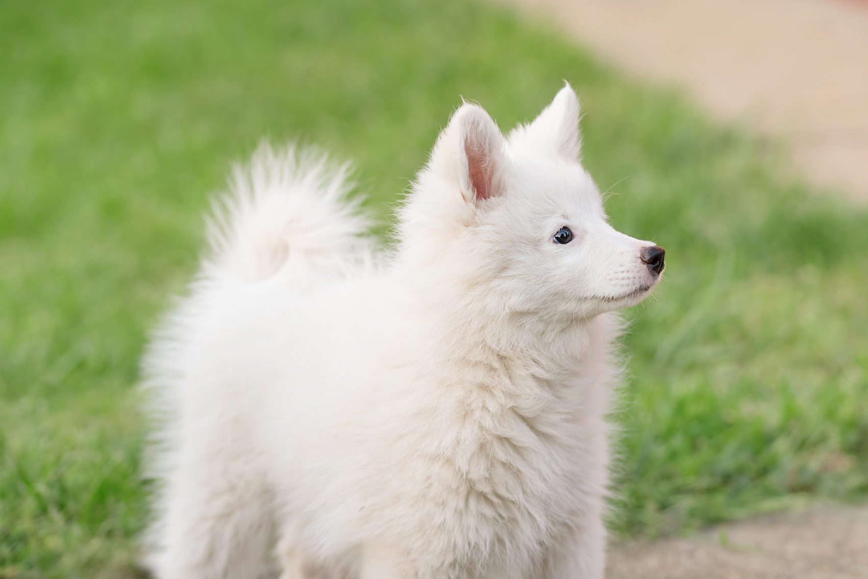 Purebred Japanese Spitz dog portrait