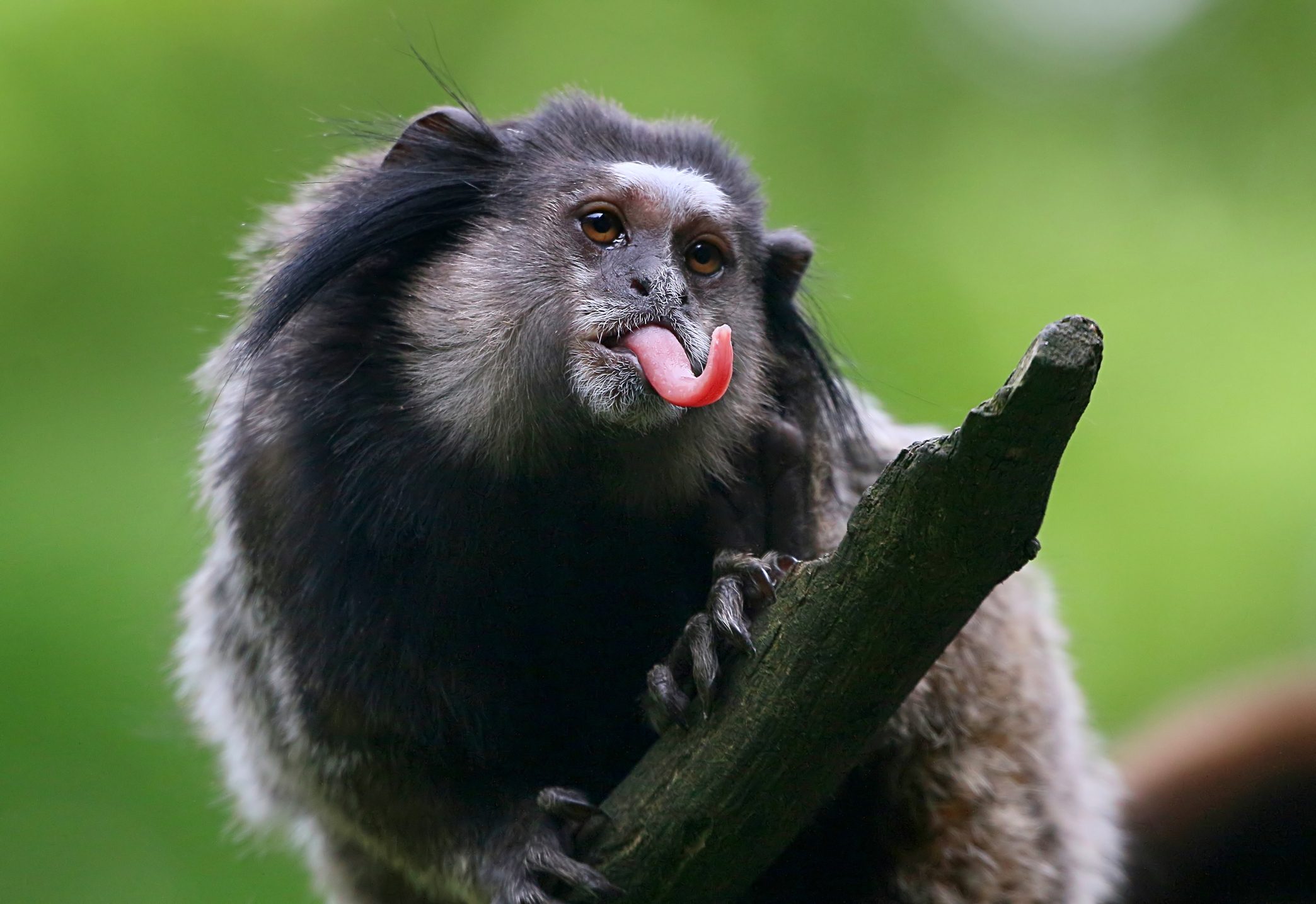 Black-tufted Marmoset Sticking Out Tongue