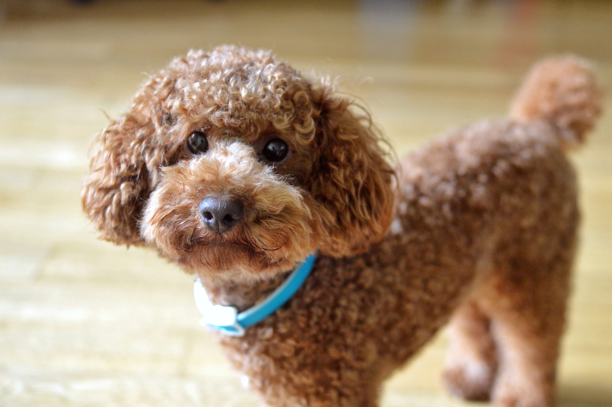 A curly-haired brown dog stands on a wooden floor, wearing a blue collar, looking directly at the camera.