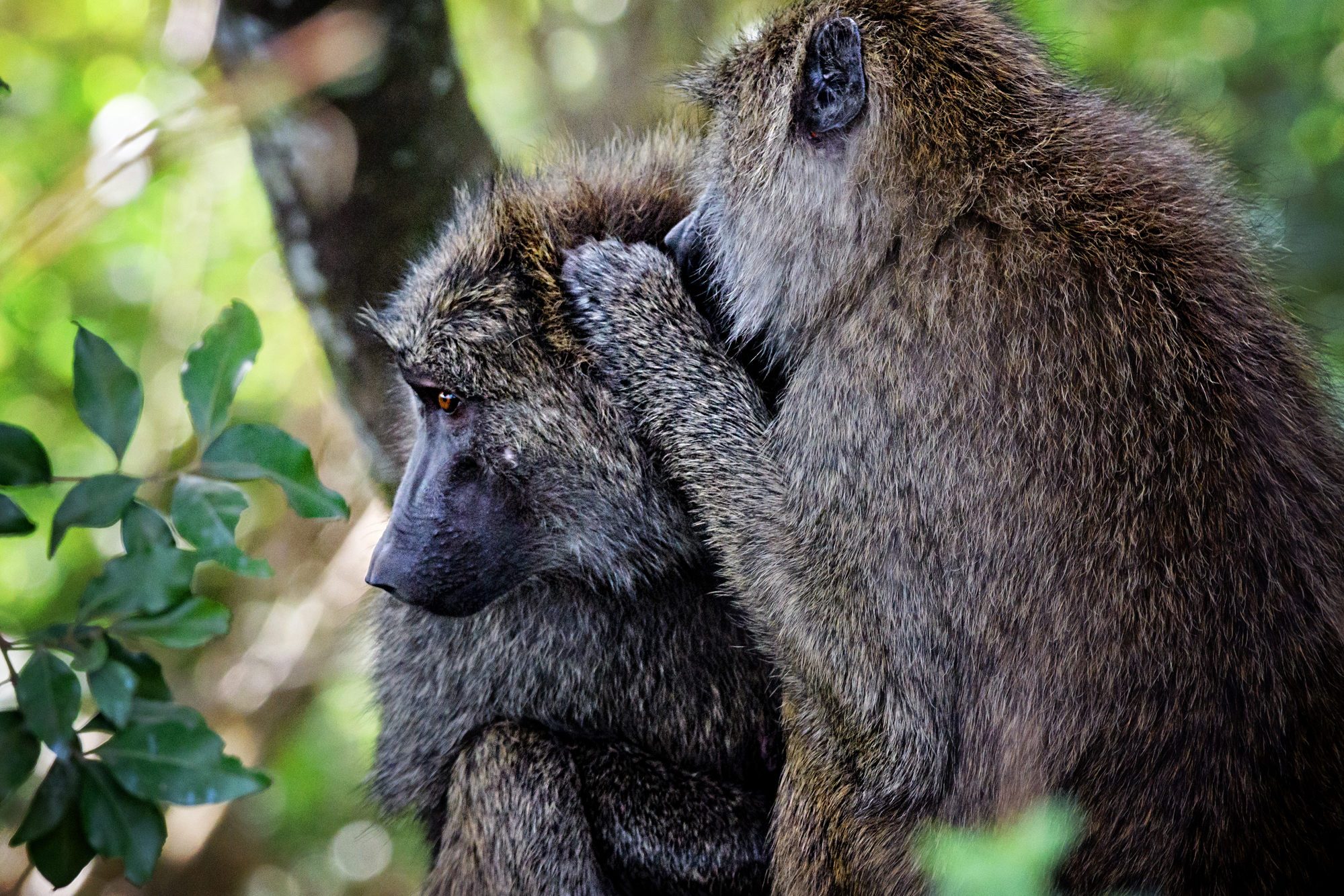 Baboons Telling Secrets in the Masai Mara, Kenya