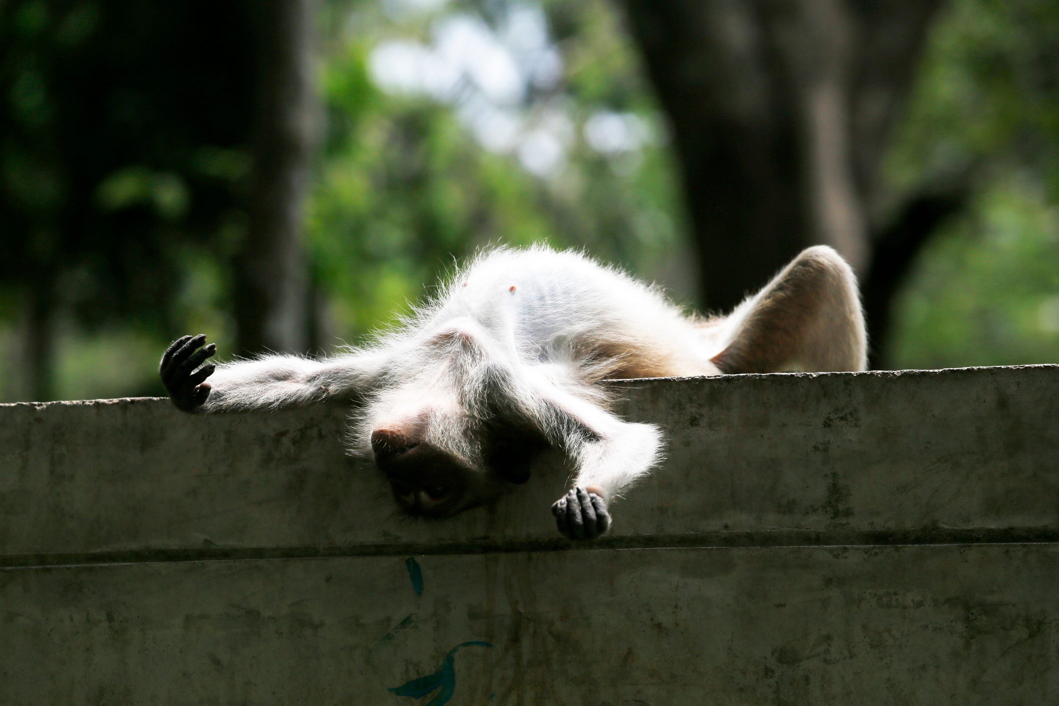 Low Angle View Of Monkey On Wall