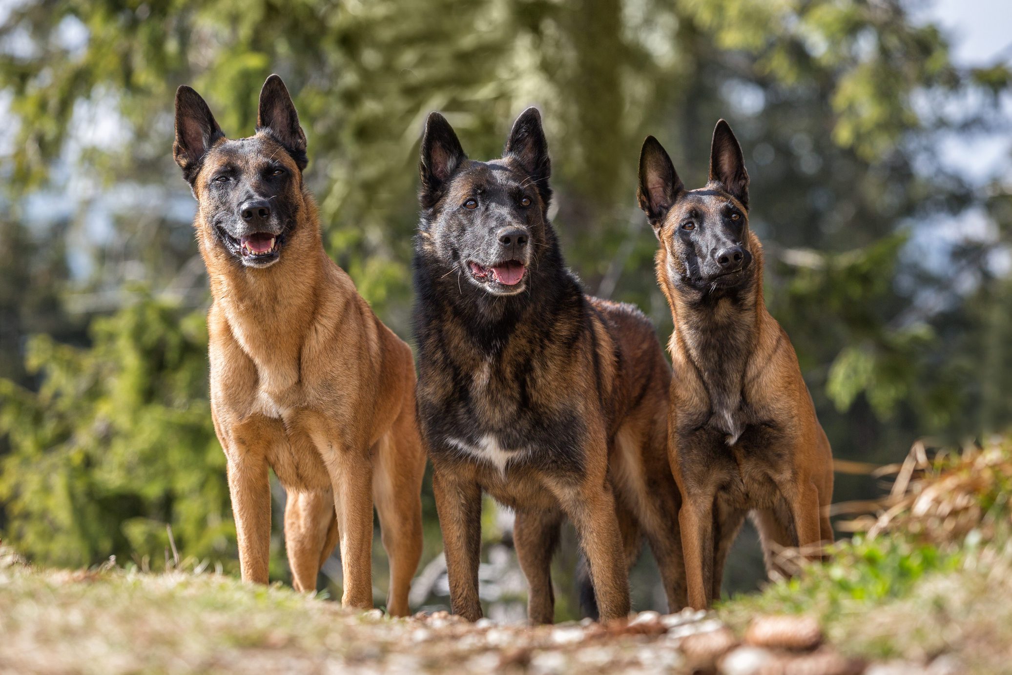 Three Belgian Malinois stand alertly on a forest trail, surrounded by green foliage and sunlight filtering through trees.