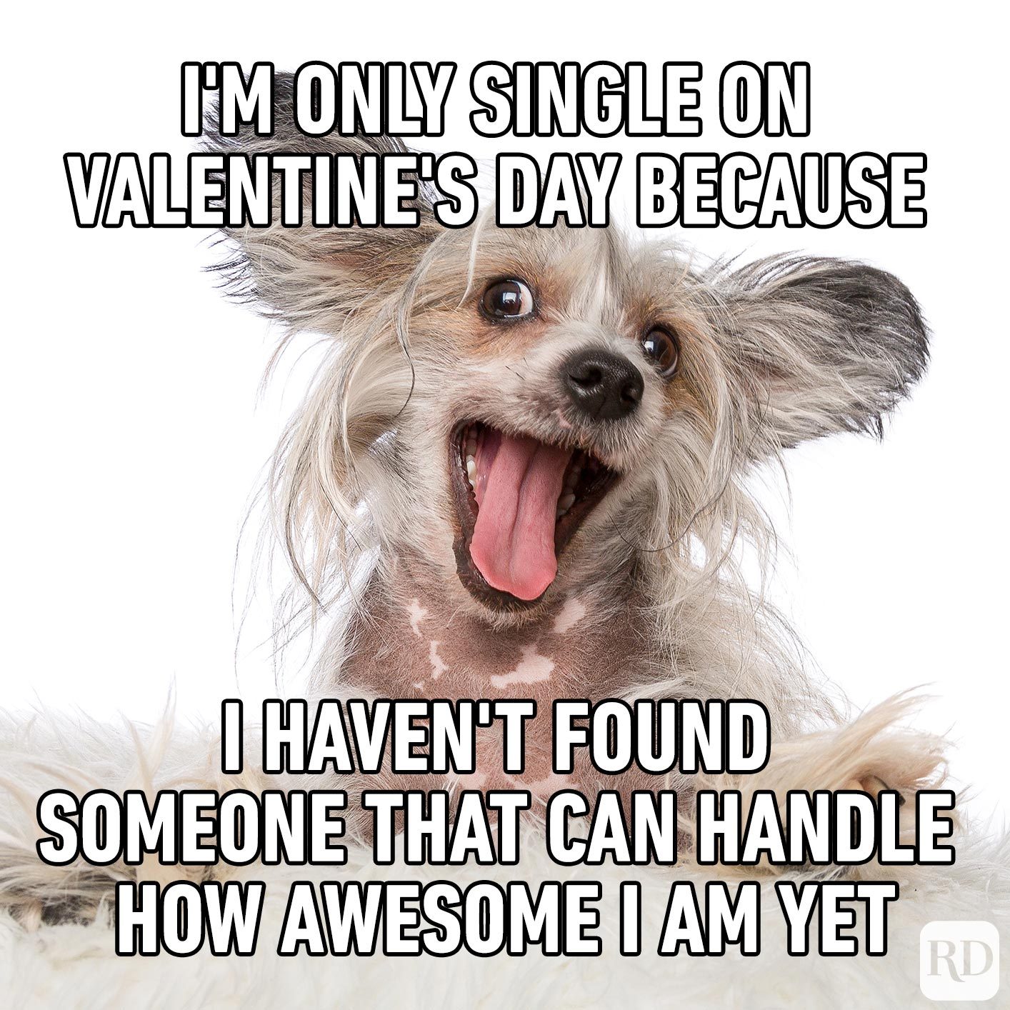 Dog looking crazy. Meme text: I'm only single on Valentine's Day because I haven't found someone that can handle how awesome I am yet.